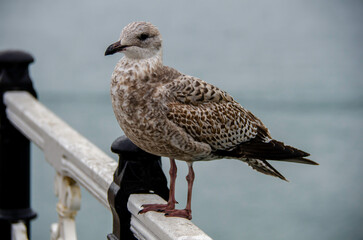 Seagulls resting on the structure of Brighton Palace Pier on a winter's day. Brighton, England - United Kingdom