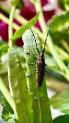 Macro shot of brown longhorn beetle on green leaf in nature