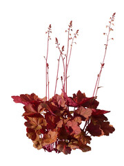 Heuchere rouge (Heuchera)