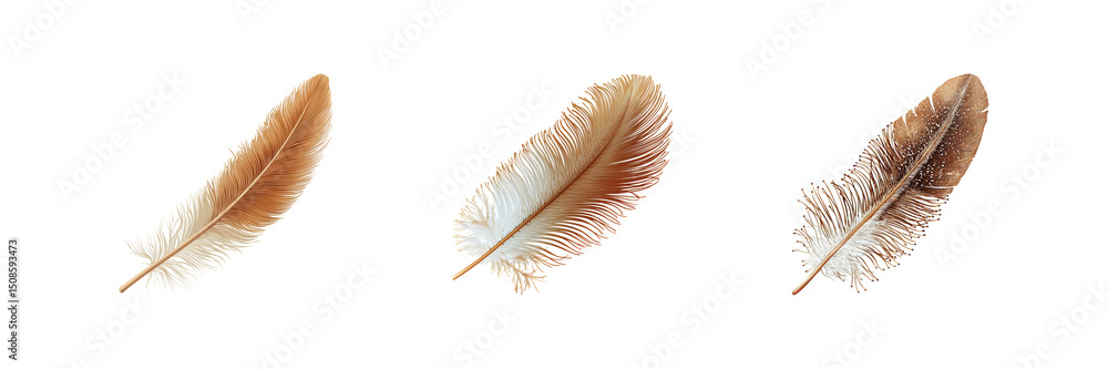 Poster three brown feathers set. natural texture and design elements collection isolated on transparent bac