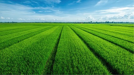 Naklejka premium Lush green rice paddy fields stretch to the horizon under a partly cloudy sky in Southeast Asia