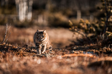 beautiful long haired cat in Norway walking pretty 