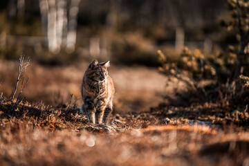 beautiful long haired cat in Norway walking pretty 