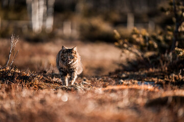 beautiful long haired cat in Norway walking pretty 