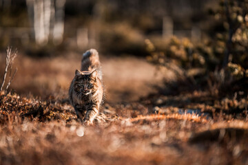 beautiful long haired cat in Norway walking pretty 