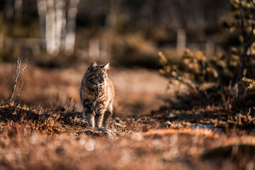 beautiful long haired cat in Norway walking pretty 