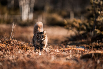 beautiful long haired cat in Norway walking pretty 