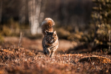 beautiful long haired cat in Norway walking pretty 