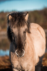 icelandic horse in natural environment pony equine