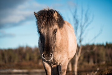 icelandic horse in natural environment pony equine