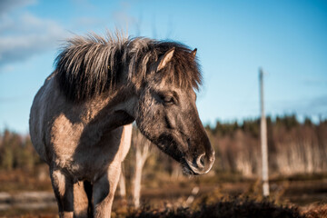 icelandic horse in natural environment pony equine