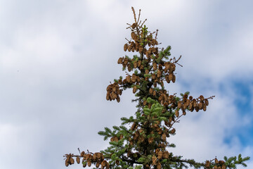 The top of a fir tree is covered with numerous cones, contrasting with the cloudy sky. A typical image from a coniferous forest.