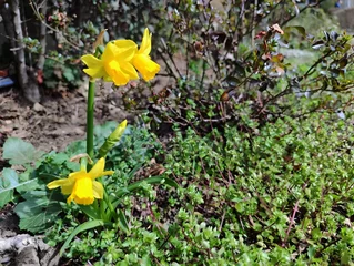 Fototapete Rund Blossoming of beautiful amazing  sunny day spring yellow narcis daffodils narcissus flowers in spring season wallpaper backdrop hd 8k 4k banner close up selective focus © Diana