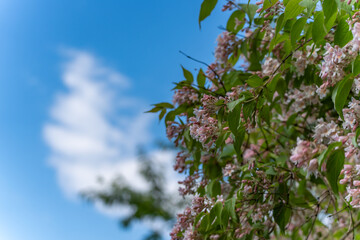 Against a bright blue sky, delicate pink blossoms bloom on a bush. The scene is reminiscent of spring and new beginnings.
