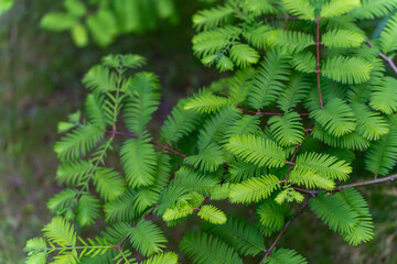 Green fern leaves. Delicate, green fern leaves stretch in different directions. The delicate...