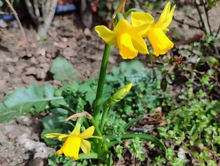  Blossoming of beautiful amazing  sunny day spring yellow narcis daffodils narcissus flowers in spring season wallpaper backdrop hd 8k 4k banner close up selective focus © Diana