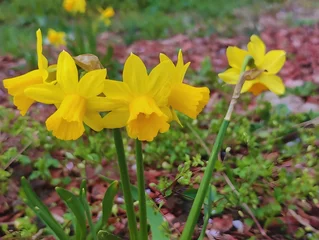  Blossoming of beautiful amazing  sunny day spring yellow narcis daffodils narcissus flowers in spring season wallpaper backdrop hd 8k 4k banner close up selective focus © Diana