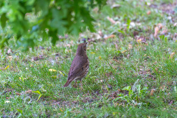 A song thrush stands in the grass, surrounded by natural light and foliage. The image conveys tranquility and provides insight into the world of birds.