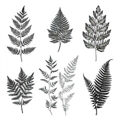 Naklejka premium Detailed Black And White Fern Illustrations