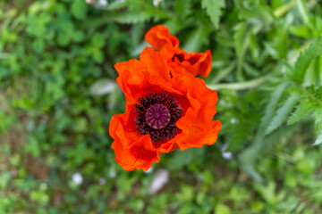 Red Poppy from Above. A single poppy with bright red petals stands out against the green...