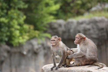 岩の上に座った二匹のボンネットモンキー