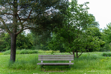 An empty wooden bench stands in the green grass under a tree, surrounded by dense vegetation. The...