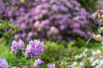 A single rhododendron branch with delicate blossoms in focus, while the background blurs in soft bokeh. The image conveys tranquility and beauty in the details.