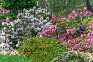 Fototapeta premium Lush rhododendron bushes with pink and purple blossoms unfold in full splendor. The colors and shapes create a vibrant sea flowers.
