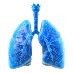 Healthy Human Lungs with Bronchial Structure Isolated on Transparent Background.