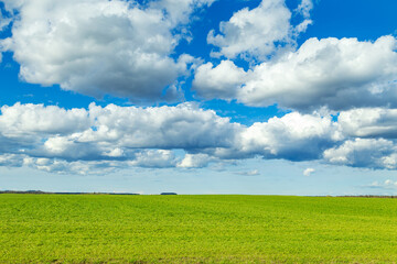 Fresh green grass and blue sky with white fluffy clouds. Idyllic landscape.