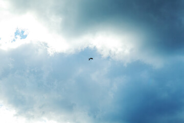 Stork soaring in cloudy sky. Natural background.