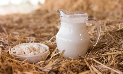 Jug of milk and cottage cheese in mow