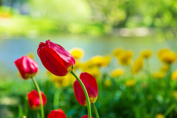 Naklejka premium Blooming multicolored tulips on the bank of the pond in the park.
