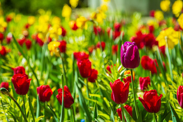 Fototapeta premium Blooming bright colorful tulips in the park. Nature background.