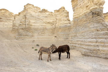 Monument rock and the donkeys that live on the land