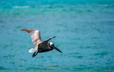 Stock photo Pelican in midflight