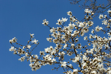  White Magnolia Blossoms on Tree Branches Against Clear Blue Sky in Hamburg, Germany
