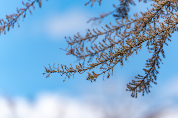 Branches in Backlight. Delicately blooming branches in backlight against a blue sky. A clear spring day shows nature in detail.