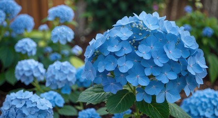 Blue Hydrangea Blossoming In A Garden.. With Blank Space For Text