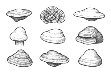 Hand-Drawn Fungi Icons