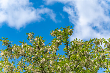 Flowering tree against a blue sky. A tree with white blossoms stands out against the clear blue sky. A symbol of spring and renewal.