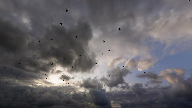 birds dramatic background 3D Video Animation