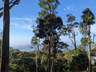 Misty Forest Hills with Tall Tree Silhouettes