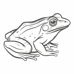 Frog Illustration – Amphibian Line Art