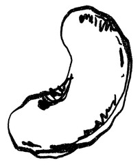 Doodle elements of vegetable and fruits, specifically a cashews