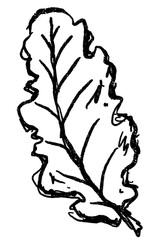Doodle elements of vegetable and fruits, specifically a Cos lettuce