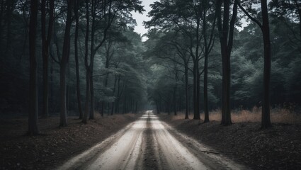 Dirt Road Between Trees In Forest with Empty Space for Text