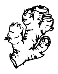 Doodle elements of vegetable and fruits, specifically a ginger