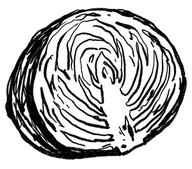 Doodle elements of vegetable and fruits, specifically a Cabbage