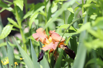flower in the garden